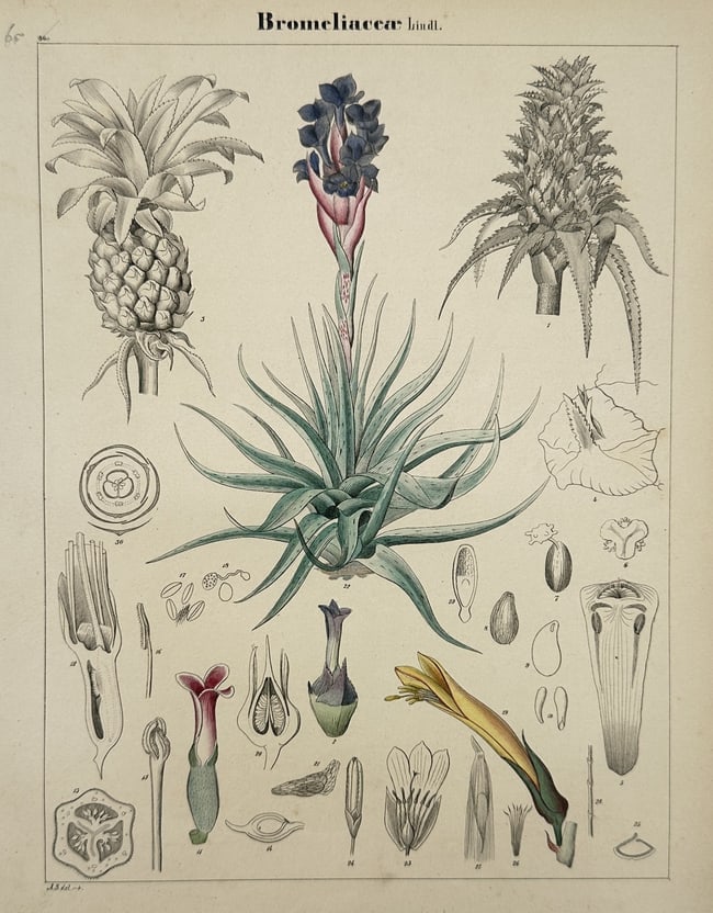 Adalbert Schnizlein (1814-1868) – Bromeliaceae – Lithograph (Hand-coloured) (1843): "Bromeliaceae Lindl." This hand-coloured lithograph provides a comprehensive botanical study of the Bromeliaceae family, including the pineapple and other tropical flowering plants. The central compos