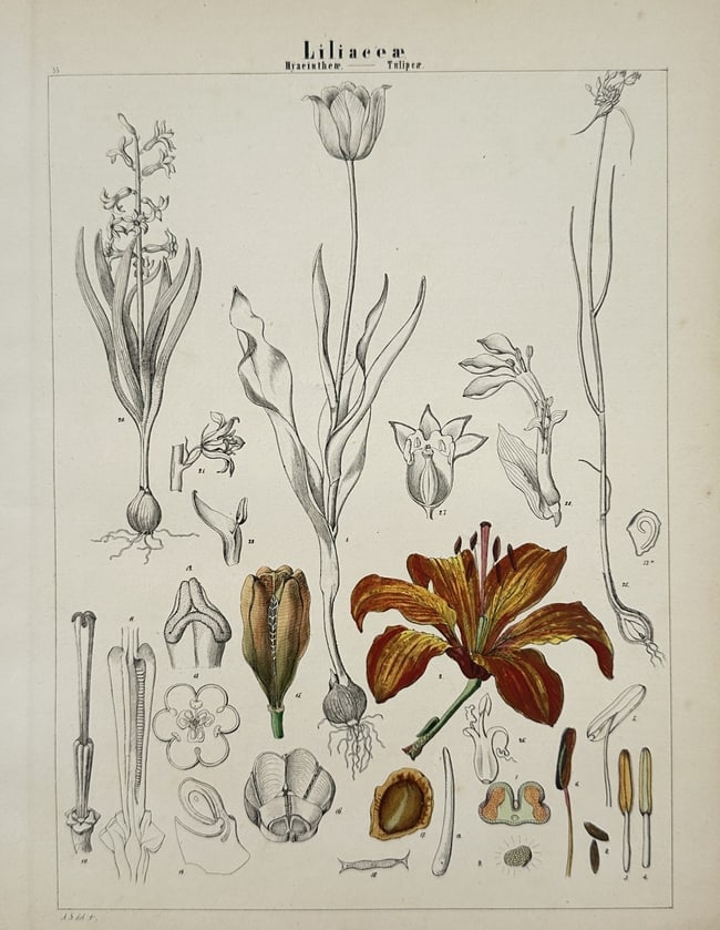 Adalbert Schnizlein (1814-1868) – Liliaceae – Lithograph (Hand-coloured) (1843): "Liliaceae Hyacintheae - Tulipeae" This hand-coloured lithograph provides a comprehensive botanical study of the Liliaceae family, specifically highlighting the Hyacintheae and Tulipeae tribes. The ce