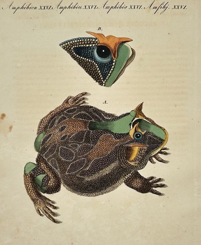Friedrich Justin Bertuch (1747-1822) – Brazilian Horned Frog – Hand-coloured etching (1792) (1 of 2)
