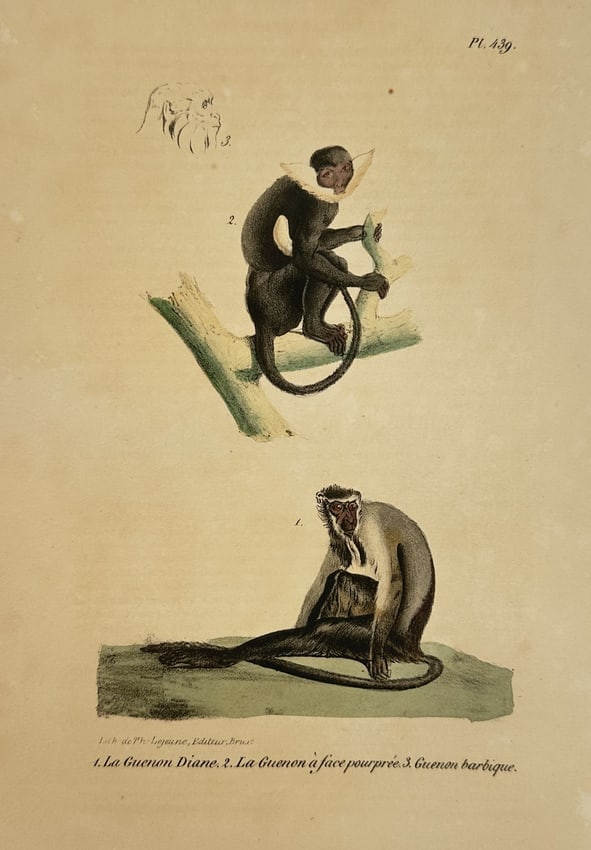 George-Louis Leclerc, Comte de Buffon (1707-1788) – Diana Monkey and Roloway Monkey: "1. La Guenon Diane. 2. La Guenon à face pourprée. 3. Guenon barbique." This hand-coloured lithograph features three primate studies in a naturalistic arrangement. The lower figure, identified as a 