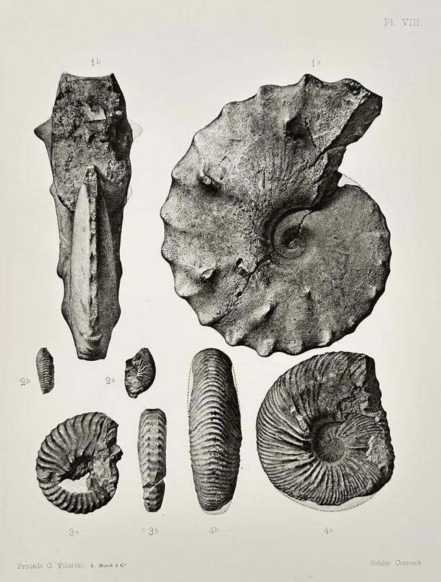 Erhard Frères (Active Late 19th Century) – Study of Fossilized Mollusks – Lithograph (1894) (1 of 1)