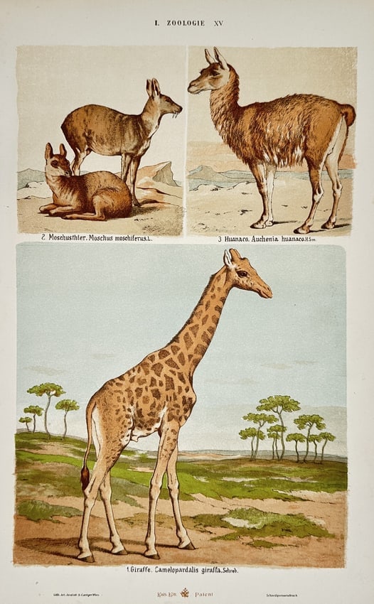 Gustav von Hayek (1836–1911) – Studies of Boar, Swine, Cattle, and Bison – Lithograph: "I. ZOOLOGIE XI" is a lithograph featuring six distinct animal studies arranged in three registers. The top register depicts a wild boar in a forest setting alongside a domestic pig in a farmyard. The