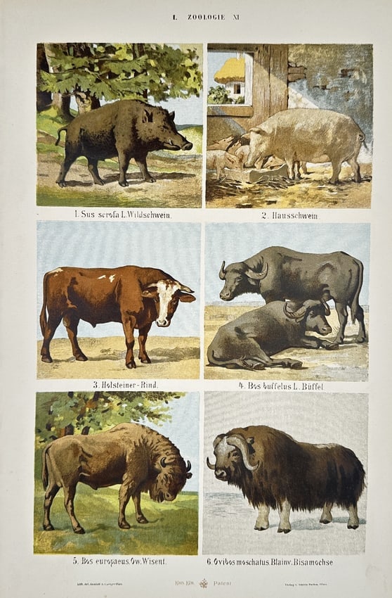 Gustav von Hayek (1836–1911) – Studies of Boar, Swine, Cattle, and Bison – Lithograph (1885): "I. ZOOLOGIE XI" is a lithograph featuring six distinct animal studies arranged in three registers. The top register depicts a wild boar in a forest setting alongside a domestic pig in a farmyard. The