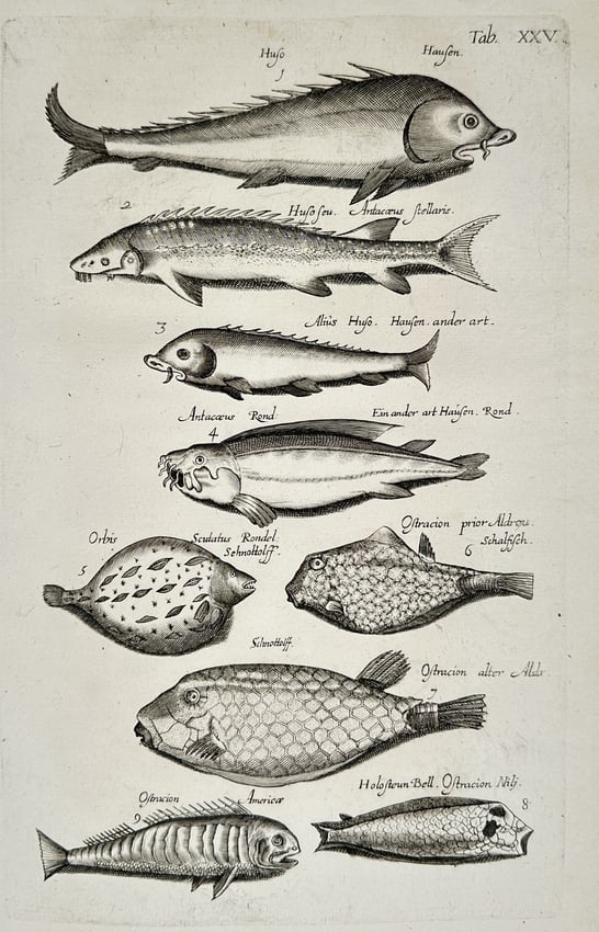 John Jonston (1603–1675) – Studies of Sturgeon and Exotic Fish Species – Engraving (1 of 2)