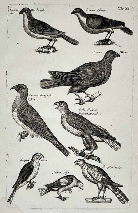 John Jonston (1603–1675) – Studies of Birds of Prey and Songbirds – Engraving (1650–1653) (1 of 2)