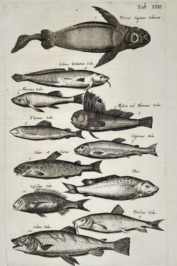 John Jonston (1603–1675) – Studies of Salmon, Trout, and Freshwater Fish – Engraving (1 of 2)