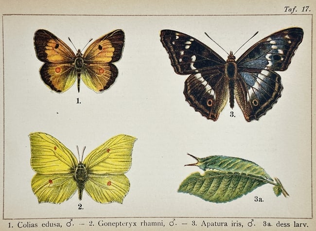Gottfrid Adlerz (1858–1918) – Studies of Clouded Yellow, Brimstone, and Purple Emperor (1 of 2)