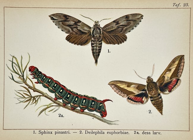 Gottfrid Adlerz (1858–1918) – Studies of Pine Hawk-moth and Spurge Hawk-moth – Lithograph: Sphinx pinastri. – 2. Deilephila euphorbiae. 2a. dess larv. is a lithograph featuring three scientific studies of lepidoptera. The composition displays a Pine Hawk-moth with narrow grey and brown pa