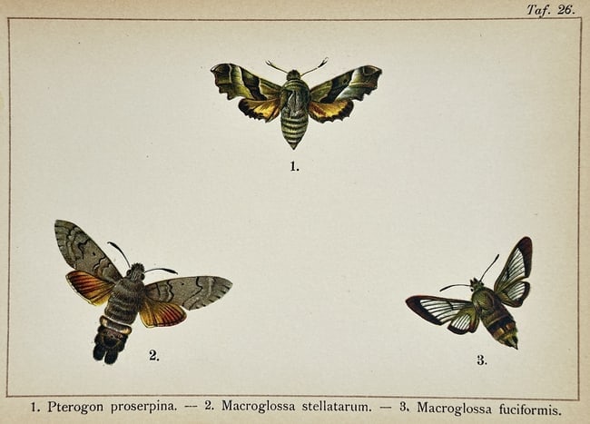 Gottfrid Adlerz (1858–1918) – Studies of Willow Herb Hawk-moth, Hummingbird Hawk-moth (1 of 2)