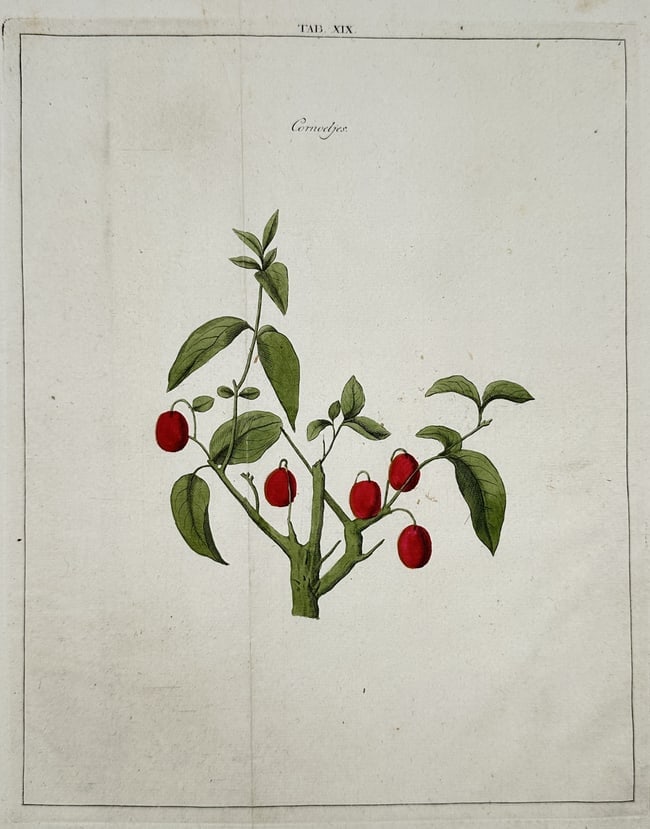 Johann Hermann Knoop (1700–1769) – Study of Cornelian Cherries – Hand-coloured etching (1758): "Corneeljes" is a hand-coloured etching featuring a botanical study of a Cornelian cherry branch. The composition illustrates a central green woody stem with pointed oval leaves and several bright red