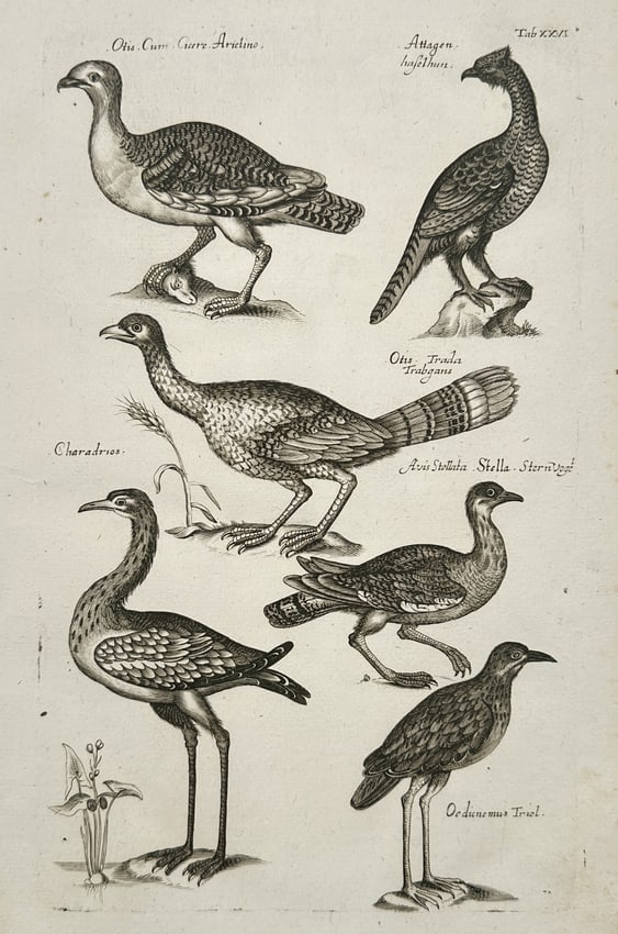Johannes Jonston (1603-1675) – Bustards, Plovers, and Ground Birds – Etching (1657): "Tab XXVI" This etching presents an ornithological study of several ground-dwelling and wading bird species, emphasizing their varied plumage and structural proportions. The composition features six b