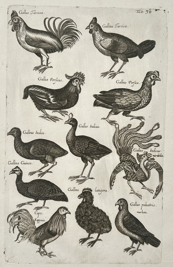 Johannes Jonston (1603-1675) – Exotic Fowl and Game Birds – Etching (1657) (1 of 2)