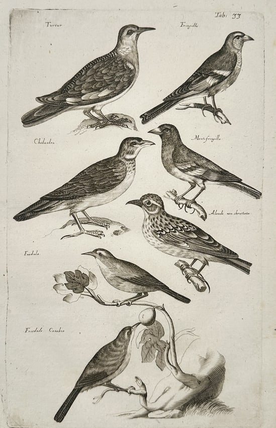 Johannes Jonston (1603-1675) – Finches, Larks, and Songbirds – Etching (1657) (1 of 2)