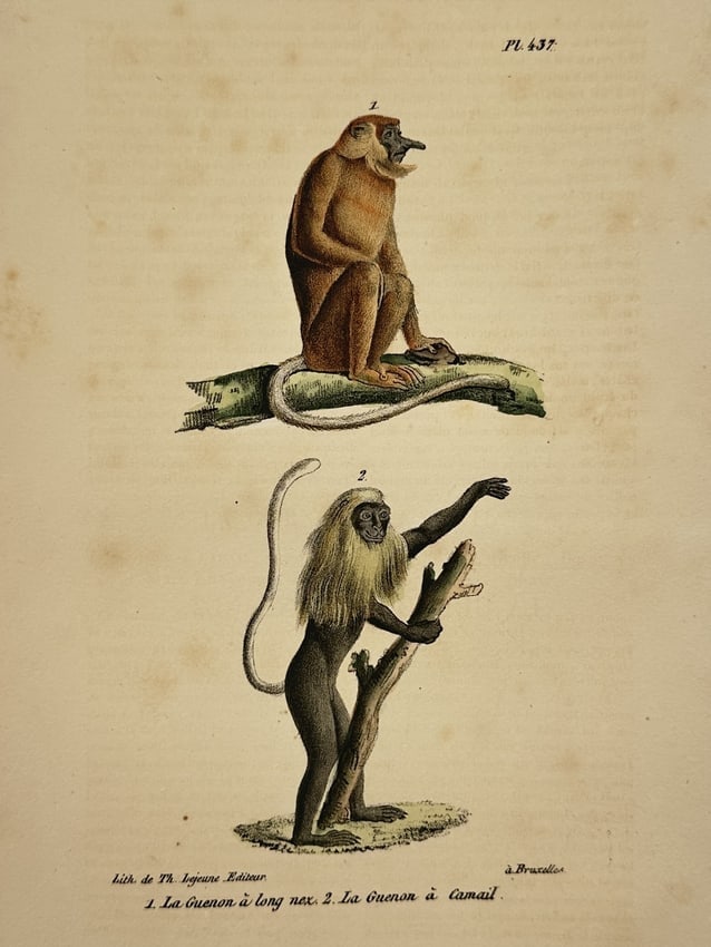 George-Louis Leclerc, Comte de Buffon (1707-1788) – Proboscis Monkey and King: "1. La Guenon à long nez. 2. La Guenon à Camail." This hand-coloured lithograph features two distinct primate species in characteristic poses. The upper figure, identified as a proboscis monkey (La 