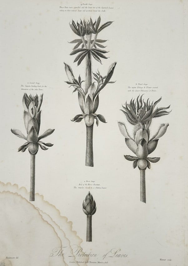 Robert John Thornton (1768-1837) – The Protection of Leaves – Engraving (1805) (1 of 2)