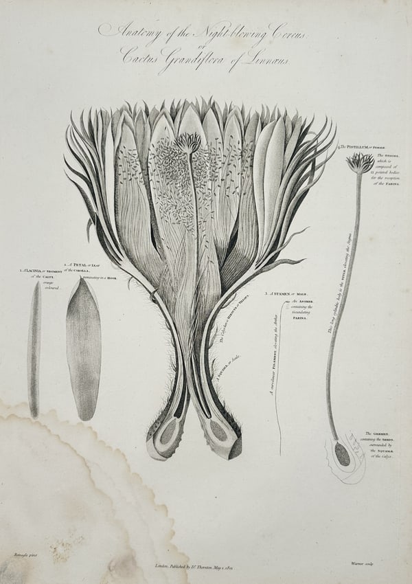 Robert John Thornton (1768-1837) – Anatomy of the Night-blowing Cereus – Engraving: "Anatomy of the Night-blowing Cereus or Cactus Grandiflora of Linnæus" This engraving presents a meticulous botanical dissection of the Queen of the Night cactus. The central figure depicts a vertica