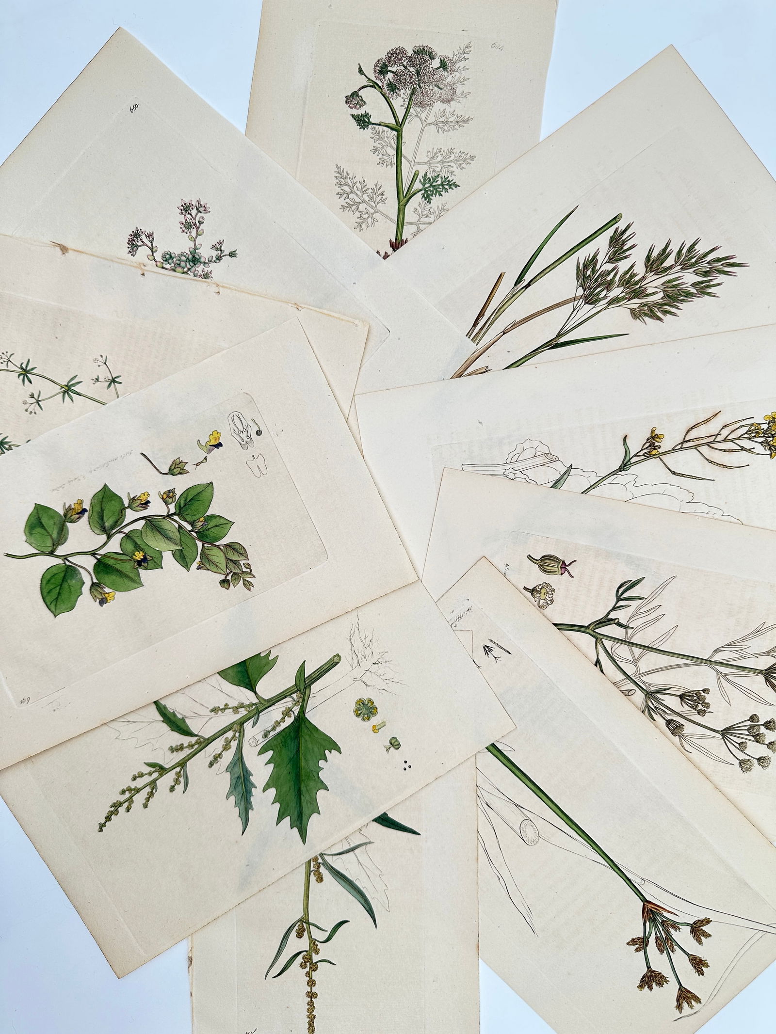 James Sowerby – Set of 10: Botanical Studies of British Flora – Hand-coloured engraving (1 of 2)