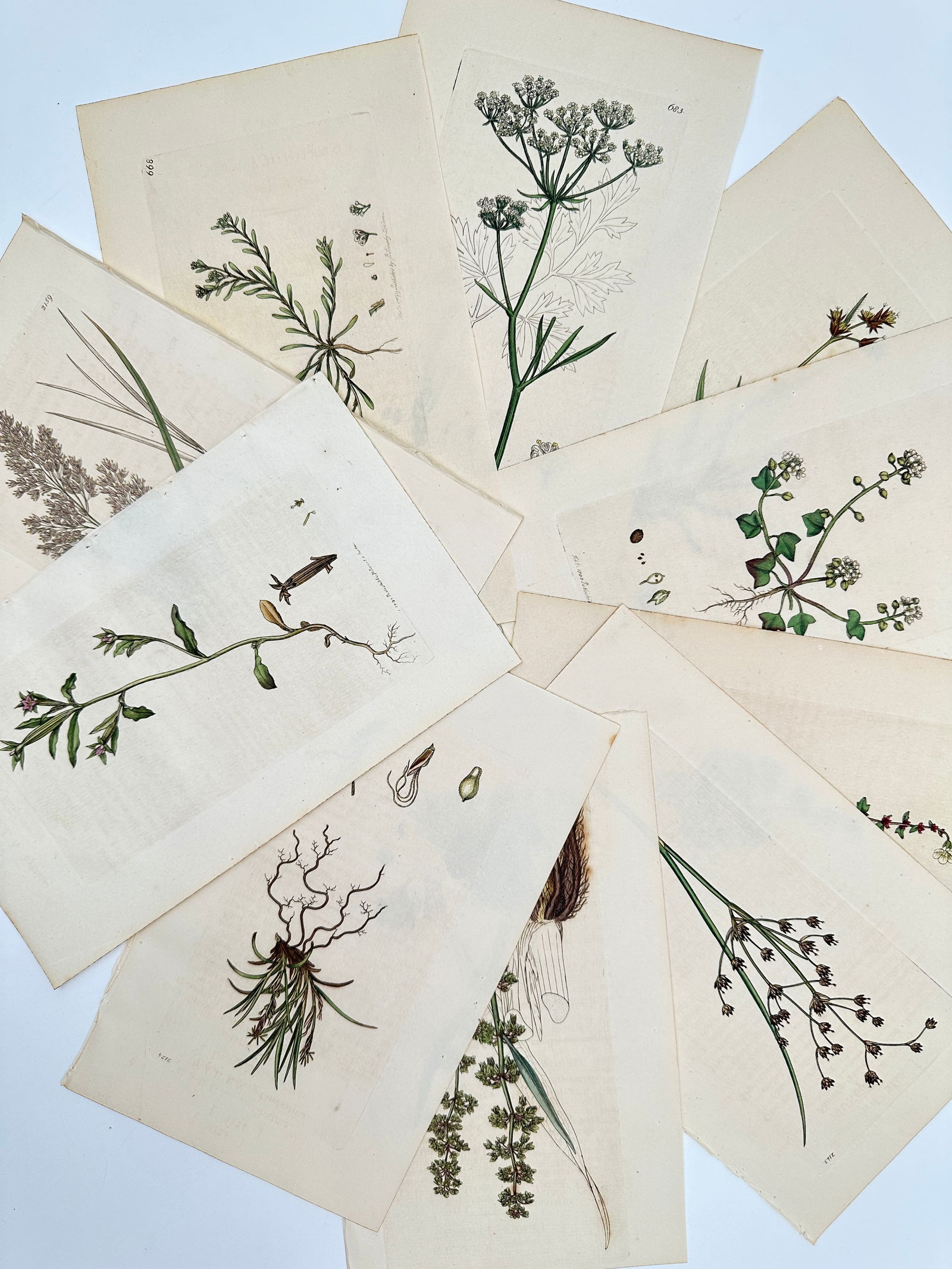 James Sowerby – Set of 10: Scientific Illustrations of British Flora – Hand-coloured engraving (1 of 2)