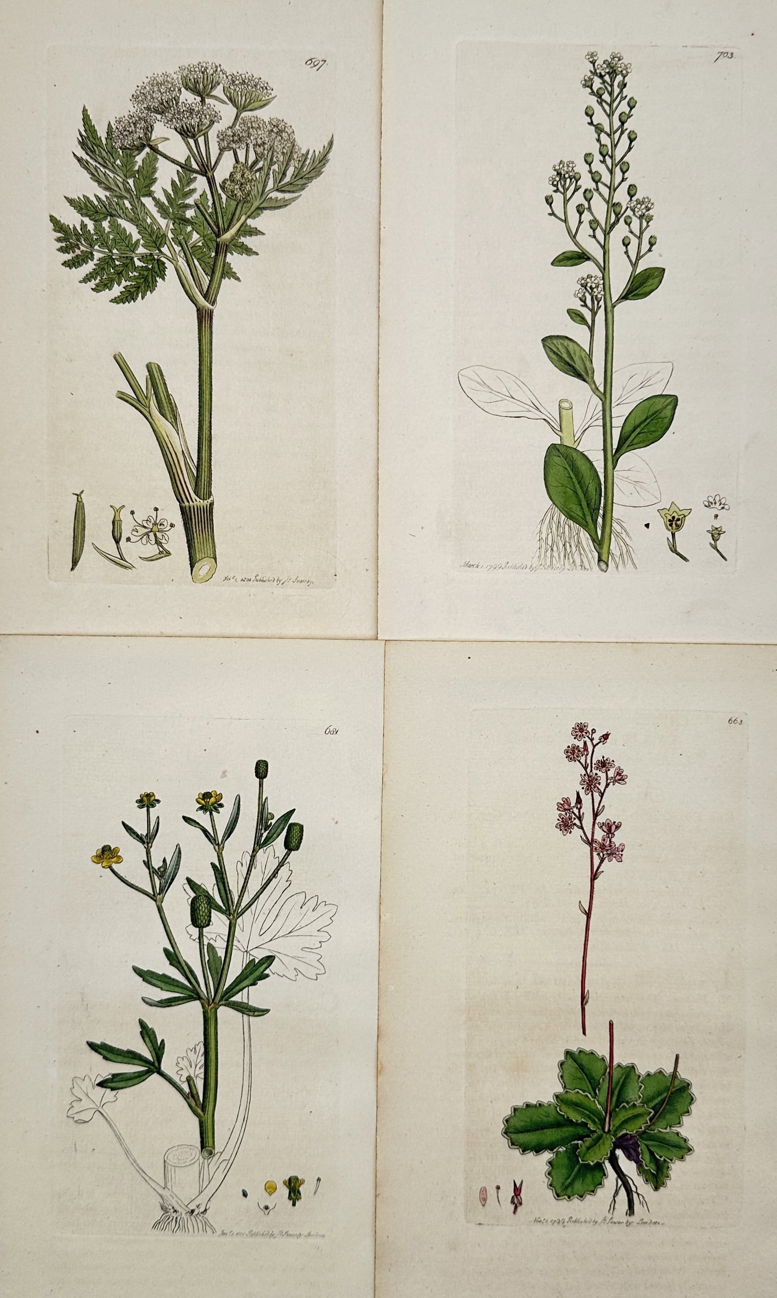 James Sowerby – Set of 4: Botanical Studies of British Wildflowers – Hand-coloured engraving: "Botanical Studies of British Wildflowers" features four scientific illustrations of native flora, including detailed studies of a buttercup, a member of the Apiaceae family, and other flowering herbs