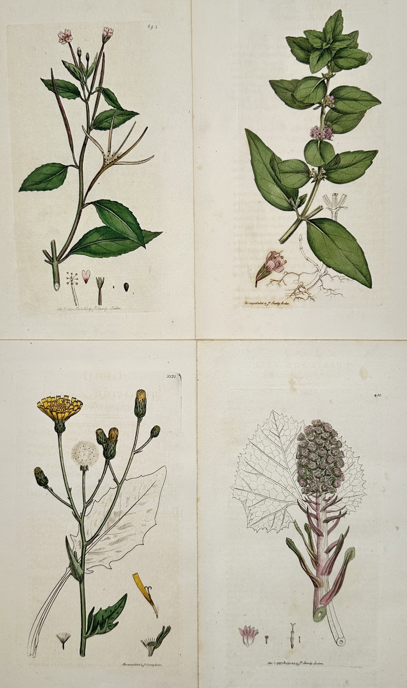 James Sowerby – Set of 4: Scientific Illustrations of British Flora – Hand-coloured engraving: "Scientific Illustrations of British Flora" features four scientific depictions of native plants, including detailed studies of a willowherb, a mint species, a sowthistle, and a butterbur, each accomp