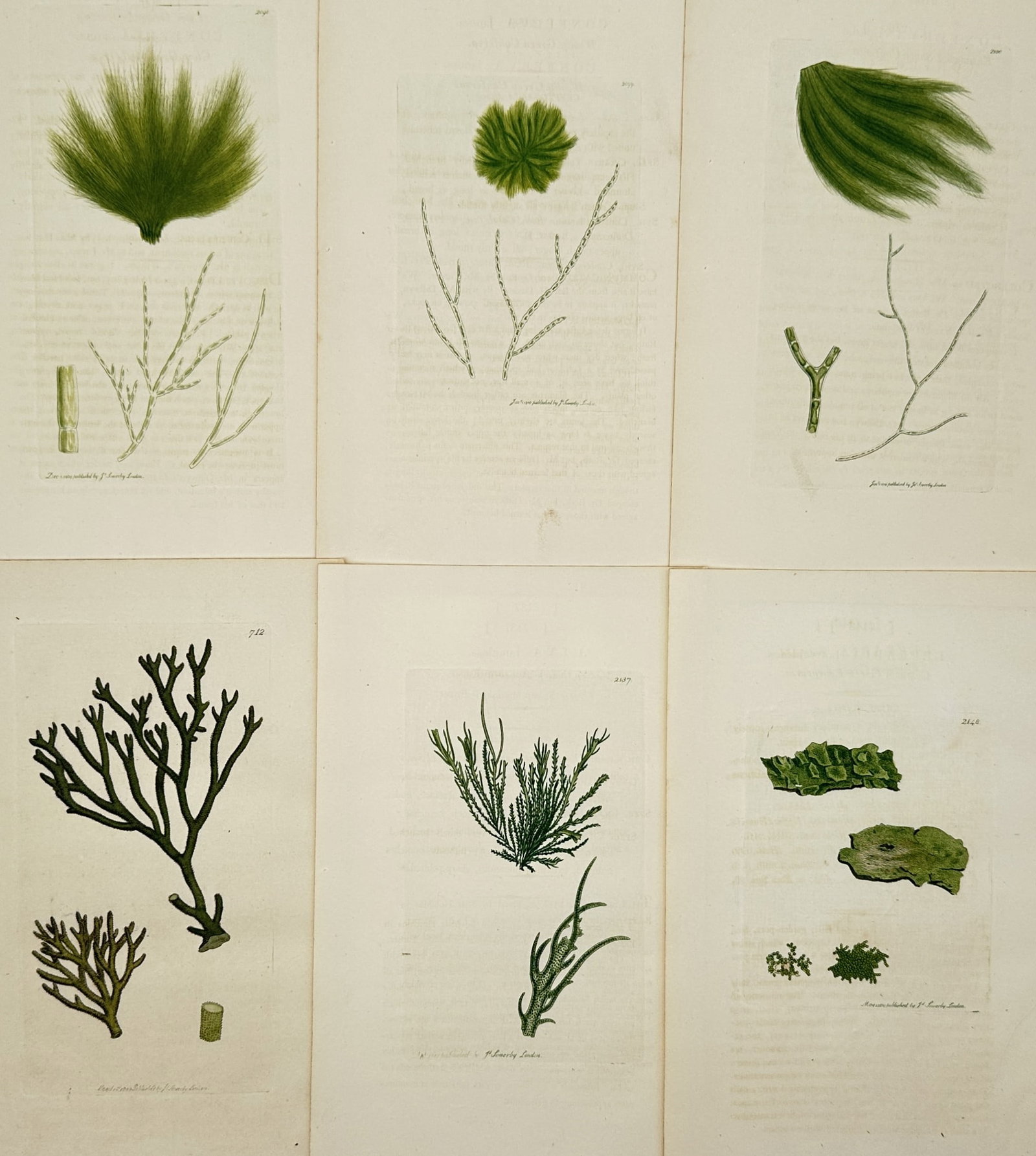James Sowerby – Set of 6: Botanical Studies of Algae and Seaweed – Hand-coloured engraving: "Botanical Studies of Algae and Seaweed" presents six scientific illustrations of marine flora, featuring detailed structural studies of various species of green algae and aquatic plants, including pl