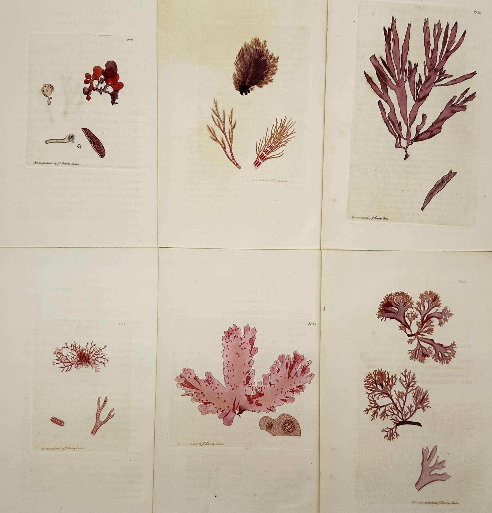 James Sowerby – Set of 6: Botanical Studies of Red Algae and Seaweed – Hand-coloured engraving: "Botanical Studies of Red Algae and Seaweed" presents six scientific illustrations of marine flora, featuring detailed structural studies of various species of Rhodophyta, including branching, feather