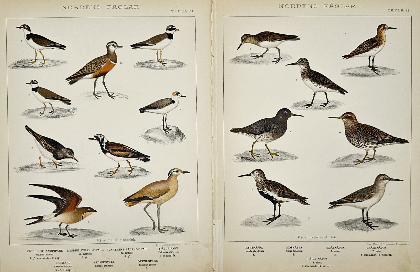 Carl Jakob Sundevall – Set of 2: Ornithological studies of Nordic shorebirds – Lithograph (1886): "Ornithological studies of Nordic shorebirds" features two scientific plates displaying various species of plovers and sandpipers, including the Common Ringed Plover, Ruddy Turnstone, and Dunlin in di