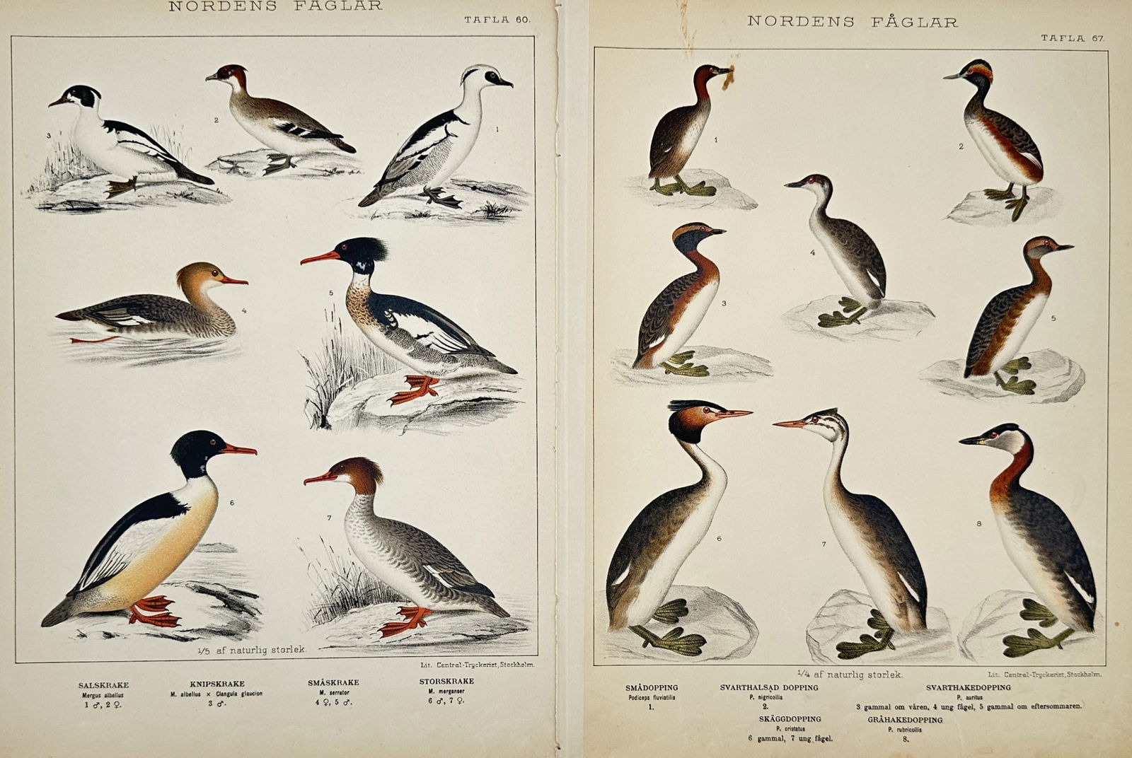 Carl Jakob Sundevall – Set of 2: Scientific studies of Nordic waterfowl and grebes – Lithograph: "Scientific studies of Nordic waterfowl and grebes" features two comprehensive plates illustrating various aquatic bird species, including the Smew, Red-breasted Merganser, and Goosander, alongside se