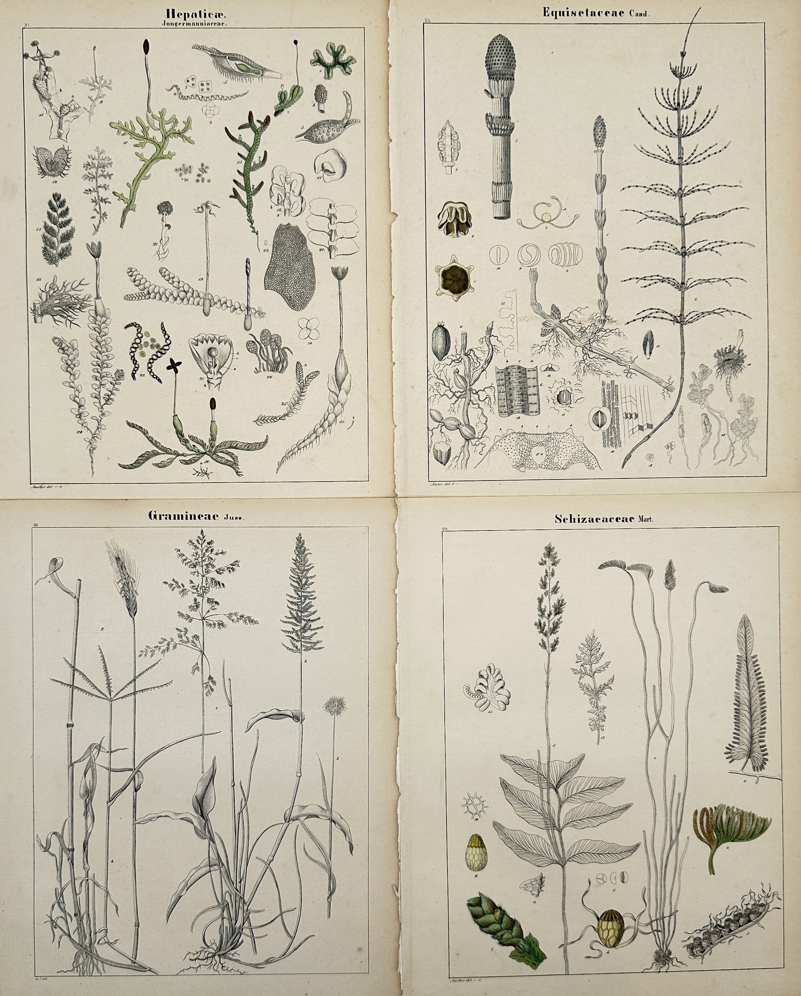 Adalbert Schnizlein – Set of 4: Botanical studies of Hepaticae, Equisetaceae: "Botanical studies of Hepaticae, Equisetaceae, Gramineae, and Schizaeaceae" features detailed scientific illustrations of diverse plant groups, including liverworts, horsetails, grasses, and ferns. Th