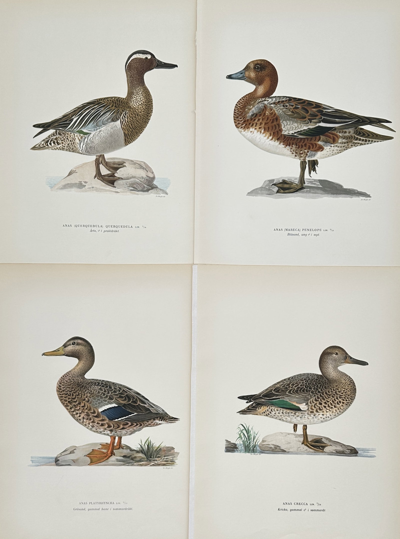 Magnus von Wright – Set of 4: Ornithological Studies of Nordic Waterfowl – Lithograph (1920s): "Ornithological Studies of Nordic Waterfowl" presents four scientific depictions of ducks, including a Garganey, a Eurasian Wigeon, a female Mallard, and a Common Teal, each shown in profile standing 