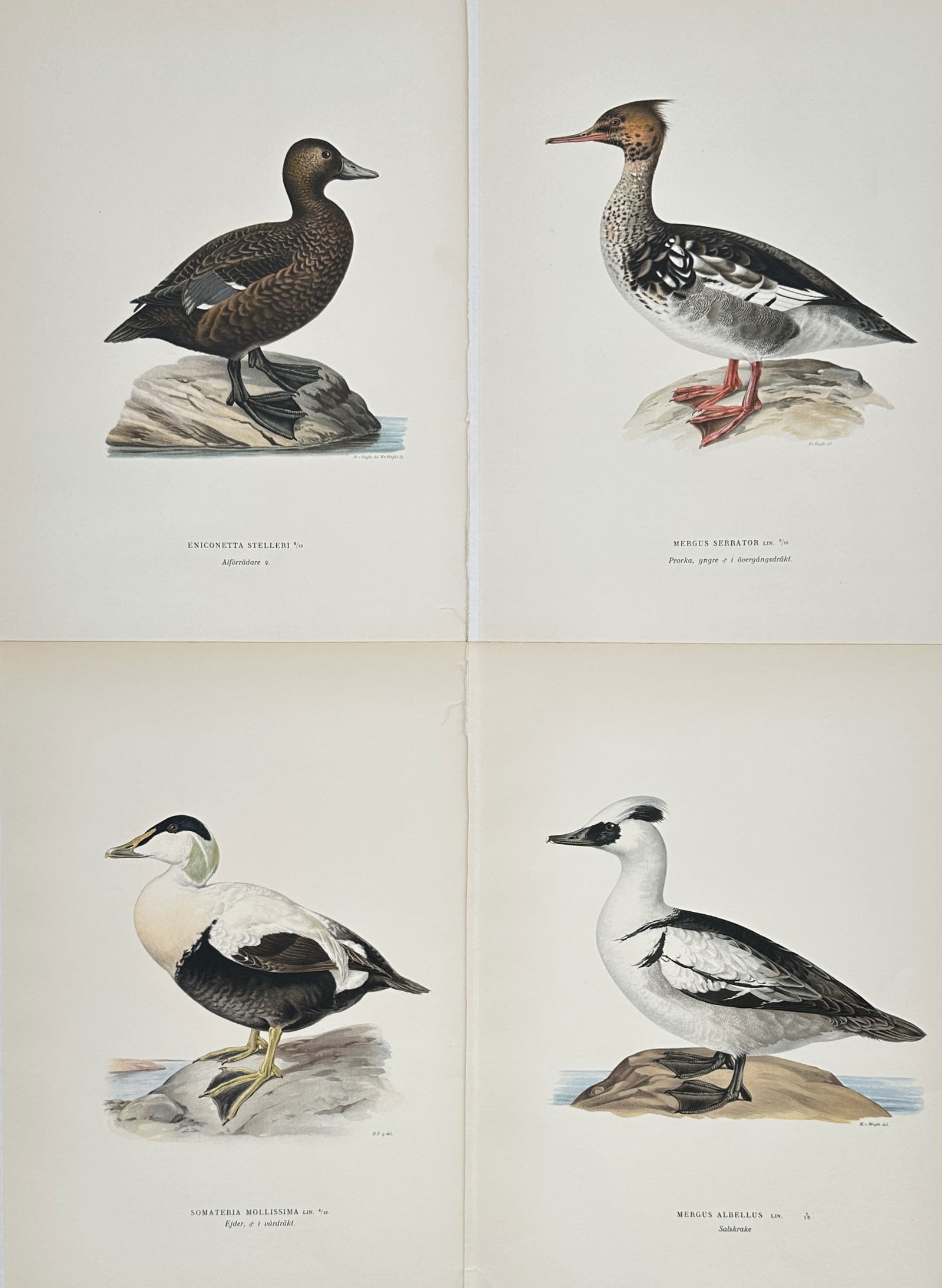 Magnus von Wright – Set of 4: Ornithological Studies of Arctic and Nordic Waterfowl – Lithograph: "Ornithological Studies of Arctic and Nordic Waterfowl" features four scientific depictions of specialized duck species, including a female Steller's Eider, a Red-breasted Merganser, a Common Eider, a