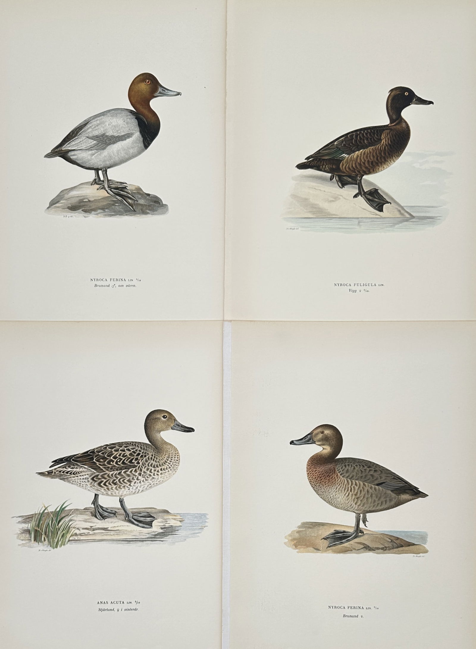Magnus von Wright – Set of 4: Ornithological Studies of Nordic Waterfowl – Lithograph (1920s): "Ornithological Studies of Nordic Waterfowl" features four scientific depictions of diving and dabbling ducks, including a Common Pochard, a Tufted Duck, and a female Northern Pintail, each shown stan