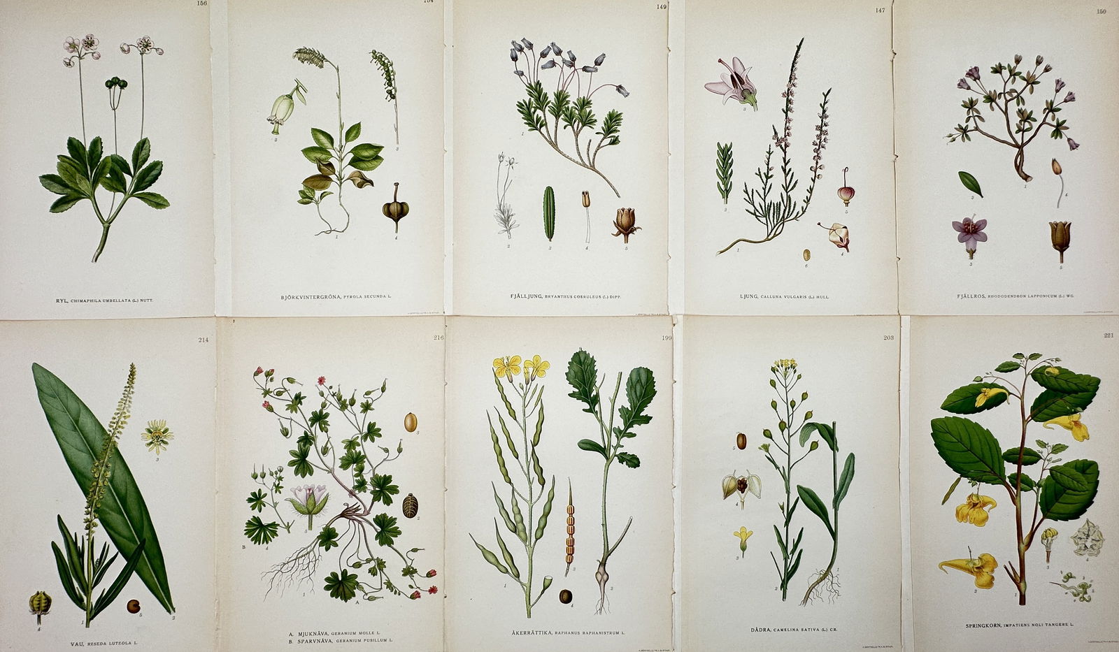 Carl Lindman – Set of 10: Botanical Studies of Nordic Wildflowers – Chromolithograph (1905) (1 of 2)