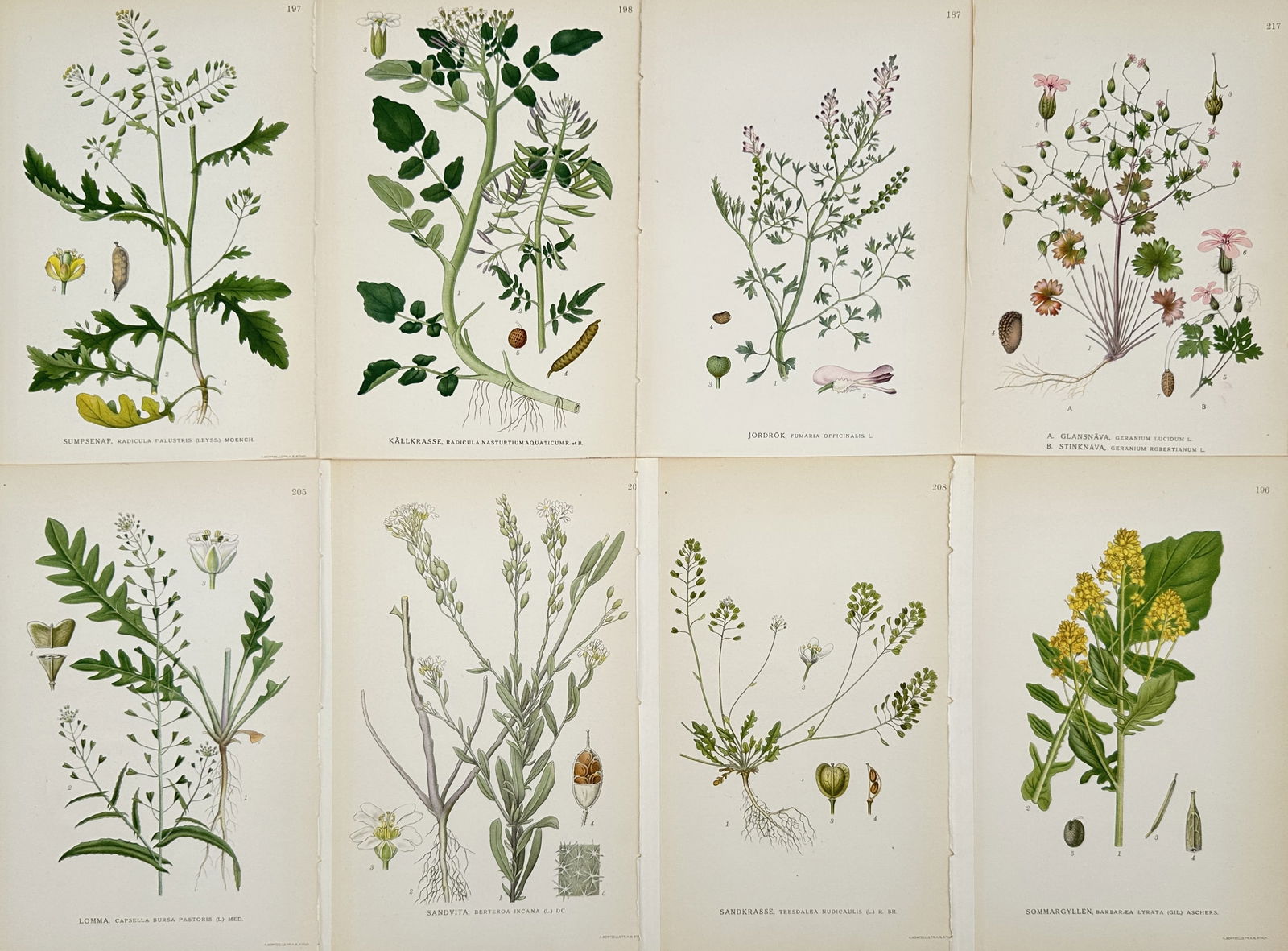 Carl Lindman – Set of 8: Botanical Studies of Brassicaceae and Meadow Plants – Chromolithograph: "Bilder ur Nordens Flora" features eight detailed scientific plates focusing on various herbaceous species, including Shepherd's Purse, Watercress, Fumitory, and Herb Robert. This selection highlights