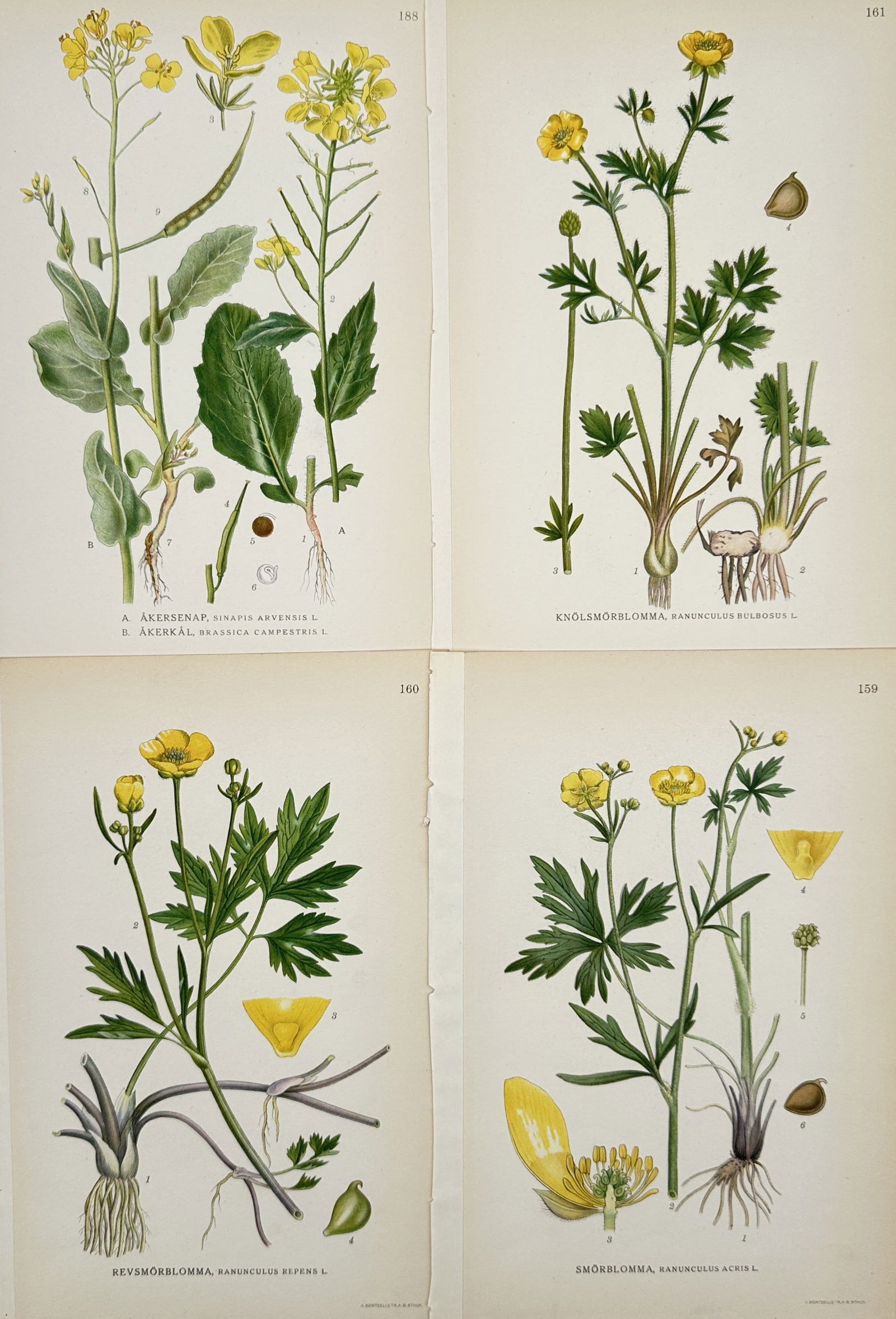 Carl Lindman – Set of 4: Botanical Studies of Buttercups and Wild Mustard – Chromolithograph: "Bilder ur Nordens Flora" contains these four scientific plates depicting common yellow-flowering species of the Nordic region, including Bulbous Buttercup, Creeping Buttercup, Meadow Buttercup, and W