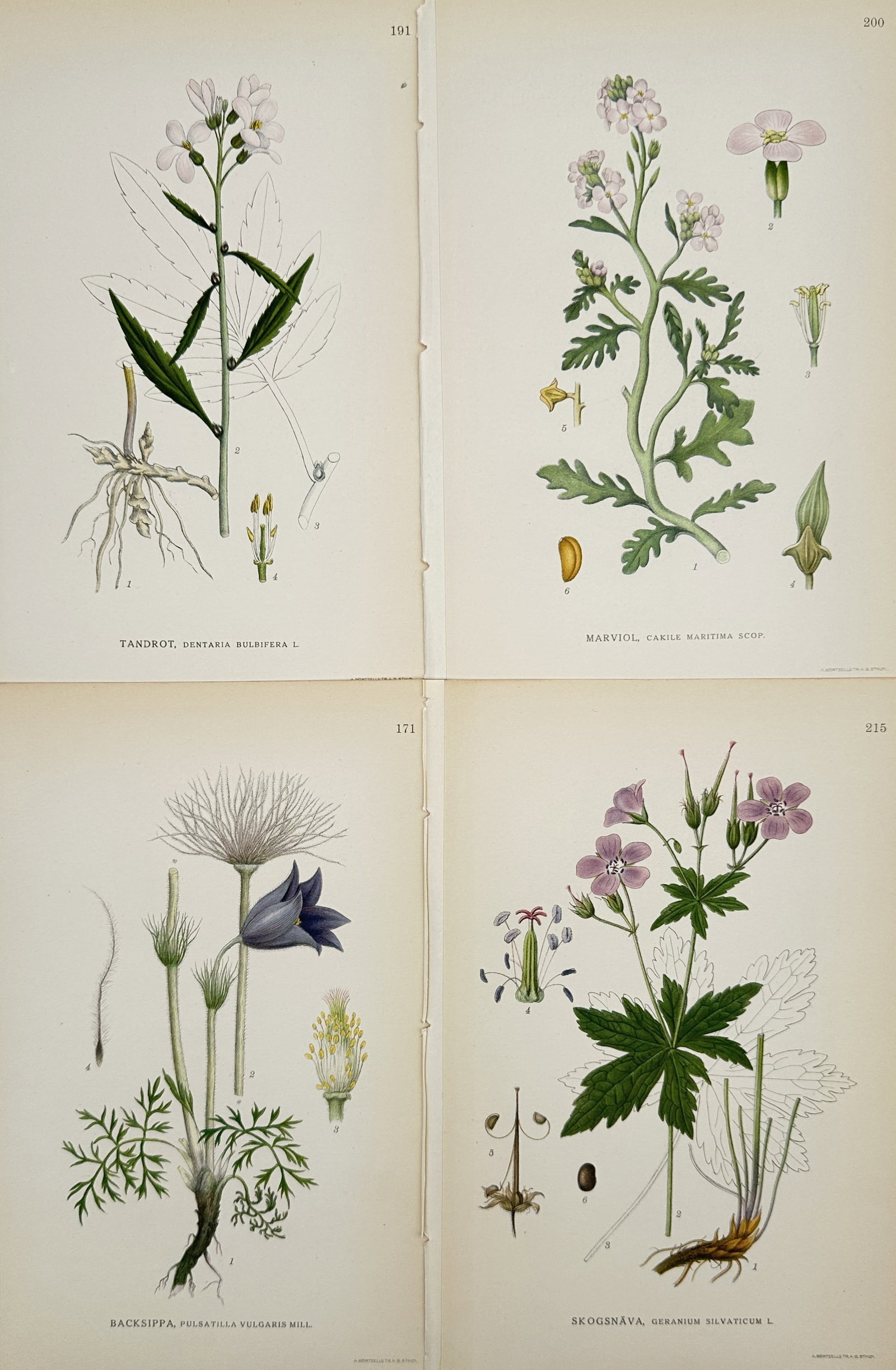 Carl Lindman – Set of 4: Botanical Studies of Coralroot, Sea Rocket, Pasqueflower: "Bilder ur Nordens Flora" includes these four scientific plates illustrating the diverse morphology of Scandinavian flora, featuring Coralroot Bittercress, European Sea Rocket, Pasqueflower, and Wood 
