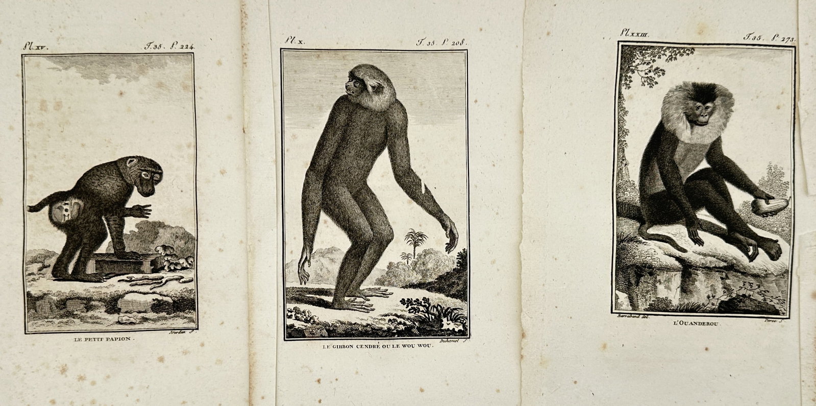 Georges-Louis Leclerc, Comte de Buffon – Set of 3: Studies of Primates including the Gibbon and: "Histoire Naturelle, Générale et Particulière" includes these three engravings depicting various primate species as understood by 18th-century naturalists. The set features a young baboon titled Le