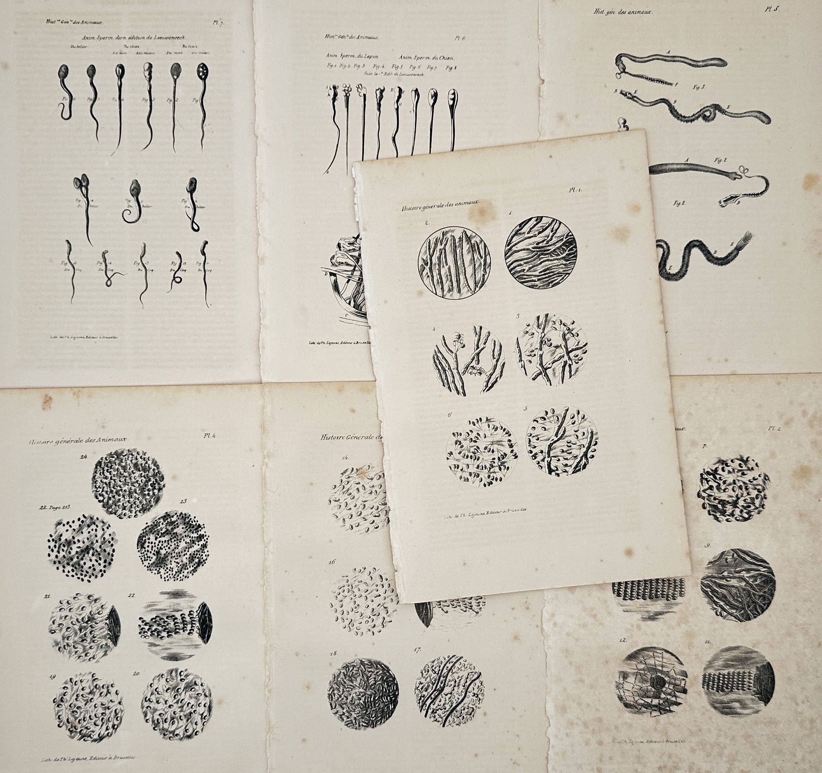 George-Louis Leclerc, Comte de Buffon – Set of 7: Microscopic Biological Studies and Cellular (1 of 2)