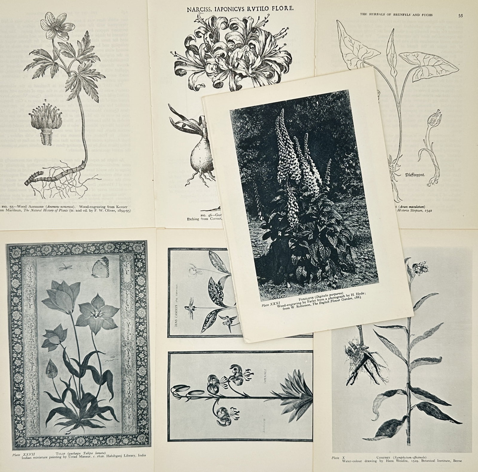 Wilfrid Blunt, after – Set of 7: Various Historical Plant Studies – Offset print (20th Century): "The Art of Botanical Illustration" features seven pages of various historical botanical studies, including depictions of the foxglove, comfrey, narcissus, and anemone. This compilation was published 