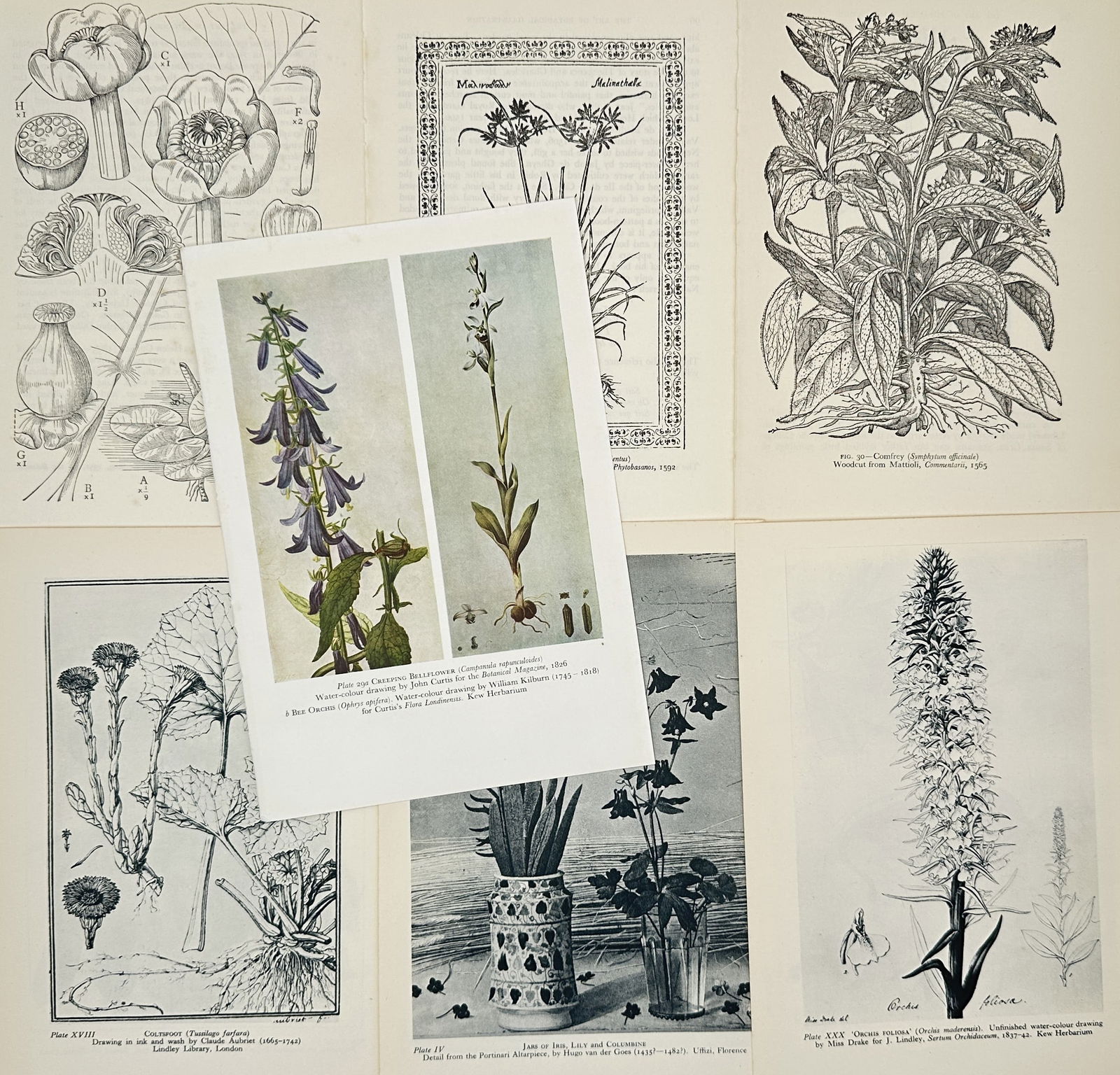 Wilfrid Blunt, after – Set of 7: Various Historical Plant Studies – Offset print (20th Century) (1 of 2)