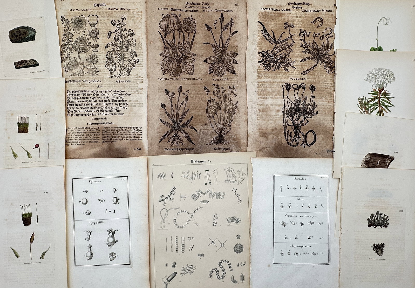 Various Authors – Set of 13: Diverse Botanical Plates and Herbal Leaves – Mixed media: "Diverse Botanical Plates and Herbal Leaves" features a comprehensive collection of thirteen prints spanning several centuries of natural history. This diverse set includes early woodcuts from Pietro 