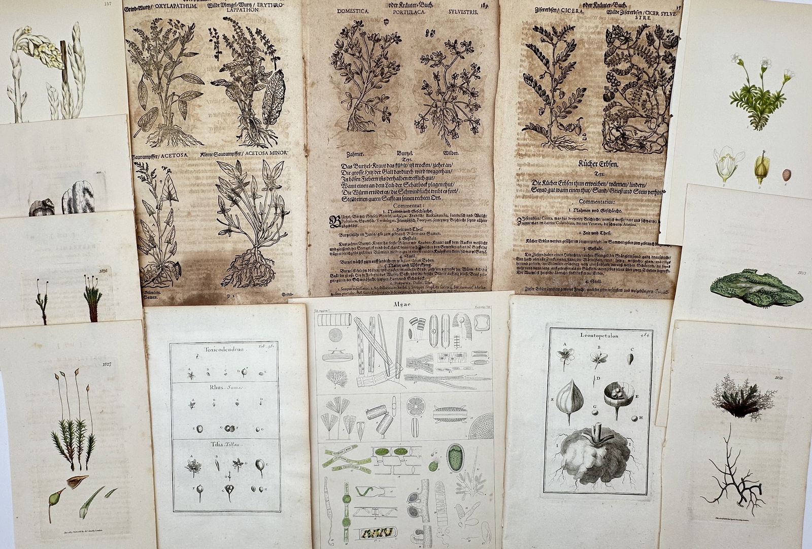Various Authors – Set of 13: Mixed Botanical Engravings and Woodcut Herbals – Mixed media: "Mixed Botanical Engravings and Woodcut Herbals" features a comprehensive collection of thirteen prints spanning several centuries of natural history. This diverse set includes early woodcuts from Pie