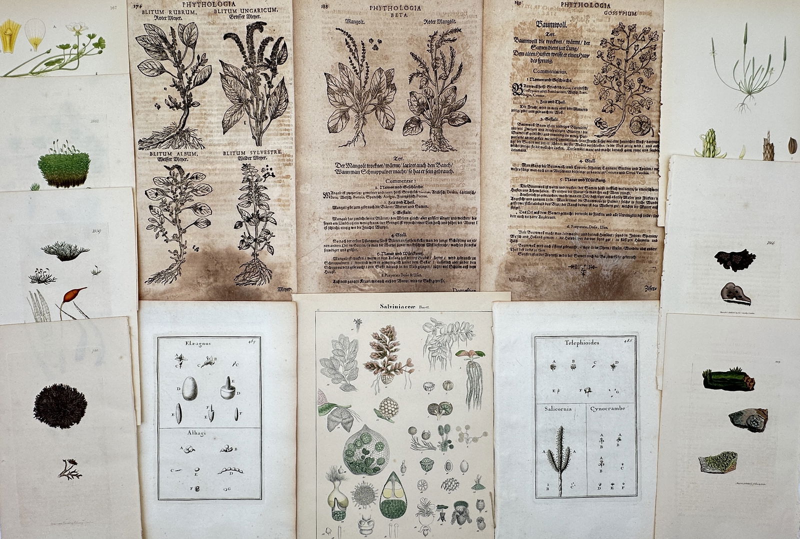 Various Authors – Set of 13: Assorted Botanical Woodcuts and Taxonomic Plates – Mixed media: "Assorted Botanical Woodcuts and Taxonomic Plates" features a comprehensive collection of thirteen prints spanning several centuries of natural history. This diverse set includes early woodcuts from P