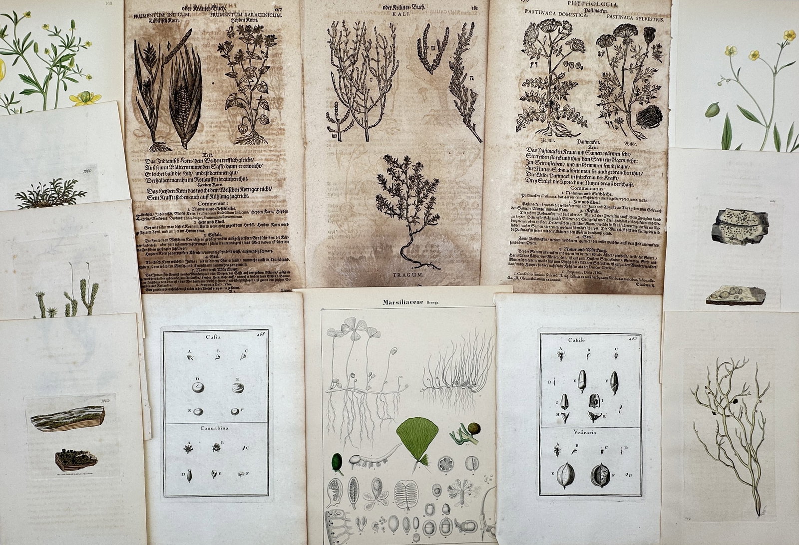 Various Authors – Set of 13: Collection of Botanical Specimens and Medicinal Herbals – Mixed: "Collection of Botanical Specimens and Medicinal Herbals" features a comprehensive group of thirteen prints spanning several centuries of natural history. This varied set includes early woodcuts from 
