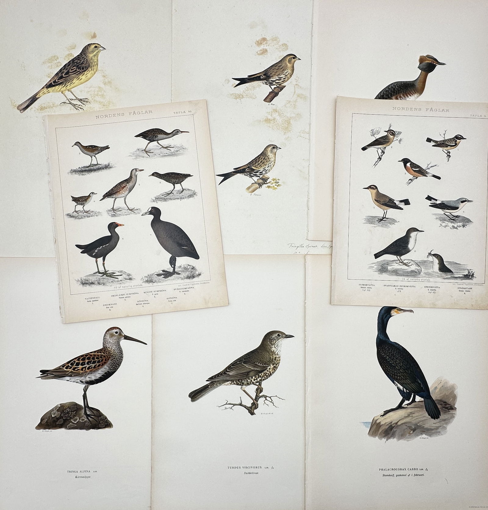 Various Authors – Set of 8: Assorted Scandinavian Bird Studies – Lithograph and Facsimile print (1 of 2)