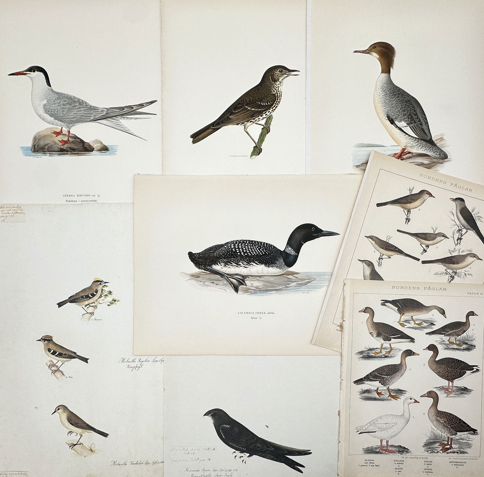 Various Authors – Set of 8: Scandinavian Ornithological Illustrations – Lithograph and print (1 of 2)