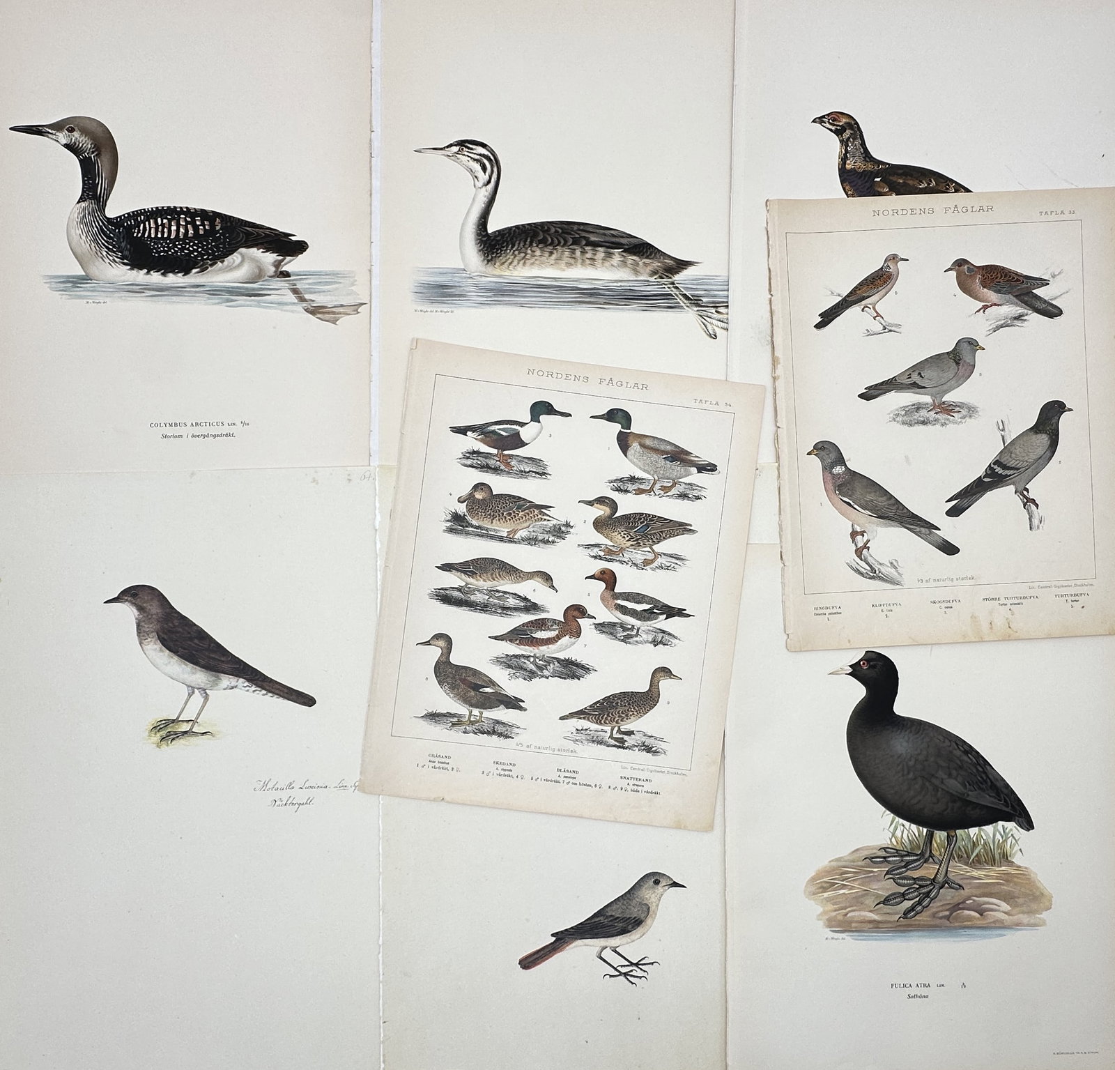 Various Authors – Set of 8: Scandinavian Avian Species – Lithograph and print (20th Century) (1 of 2)