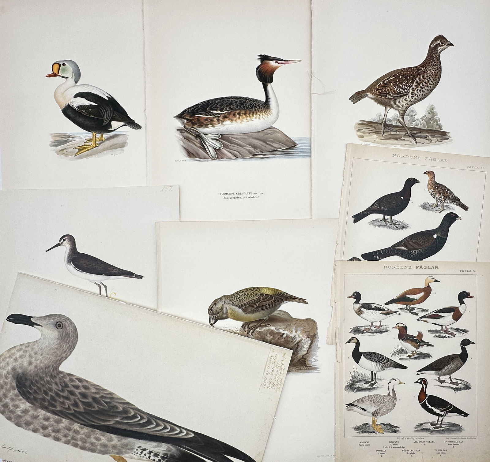 Various Authors – Set of 8: Scandinavian Waterfowl and Game Birds – Lithograph and print (1 of 2)