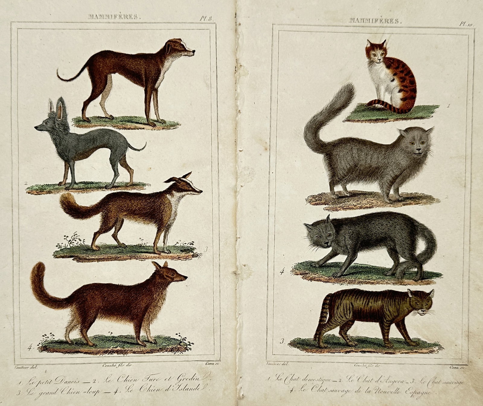 Léopold Massard – Set of 2: Studies of Various Dog and Cat Breeds – Hand-coloured engraving: "Mammifères". Features natural history illustrations of diverse canine and feline breeds including regional dogs such as the Iceland dog and Great Wolf-dog, alongside various domestic and wild cats i