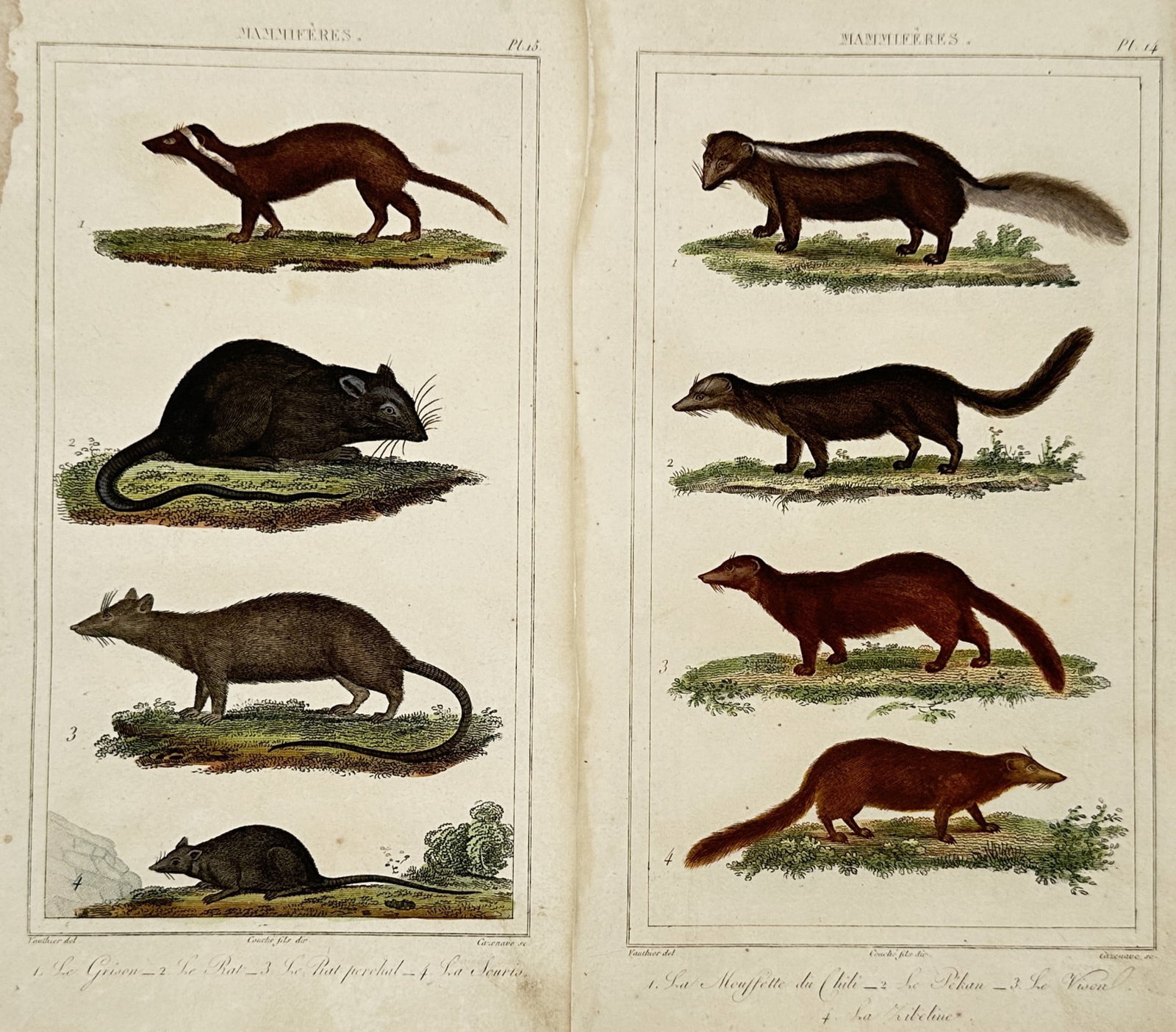Léopold Massard – Set of 2: Studies of Rodents and Small Carnivores – Hand-coloured engraving: "Mammifères". Features natural history illustrations of various small mammals including the grison, several rat species, and small carnivores such as the Chilean skunk and the marten, shown in profil